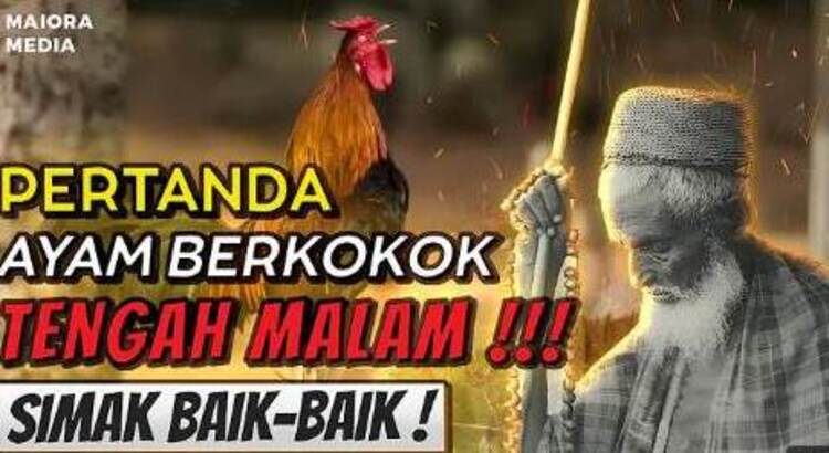 Ilustrasi - Pertanda Ayam Berkokok Tengah Malam