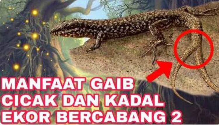 Manfaat Gaib Cicak dan kadal ekor bercabang 2