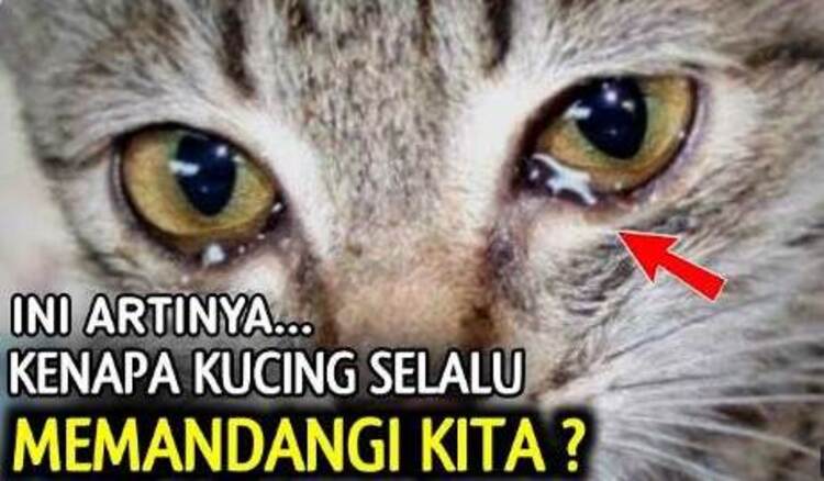 Ilustrasi - Makna Tersembunyi di Balik Tatapan Kucing