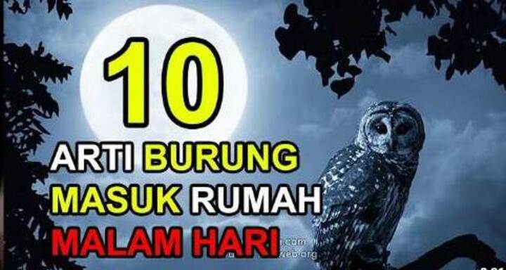 Pertanda Baik atau Buruk? 10 Arti Burung Masuk Rumah Malam Hari yang Anda Perlu Tahu!
