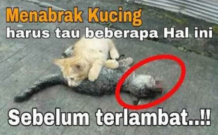 Ilustrasi - Menabrak Kucing? Jangan Panik! Lakukan Hal ini Segera