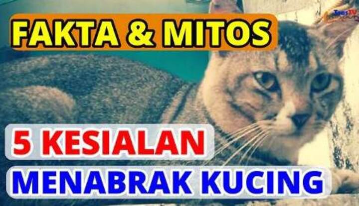 Ilustrasi - Fakta vs Mitos, Menabrak Kucing Bawa Kesialan?