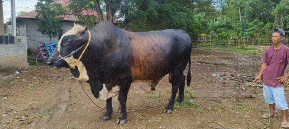 Sapi Kurban bantuan Presiden RI Joko Widodo untuk Provinsi Gorontalo dengan bobot  hampir satu ton. (Foto &ndash; istimewa)