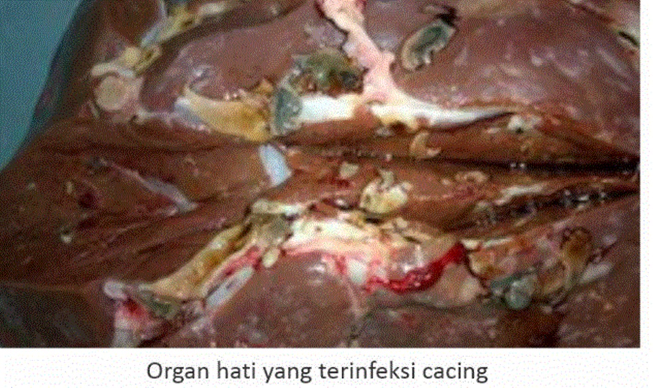 ILUSTRASI -- Organ tubuh sebuah hewan terpapar cacing hati.