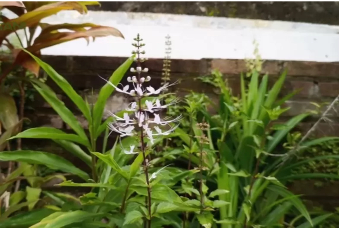 Tanaman Kumis Kucing. (Tangkapan Layar YouTube: TV Tani)