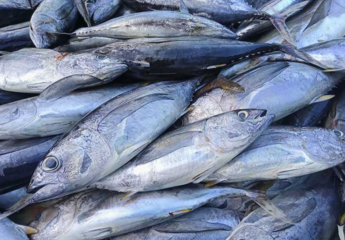 Ilustrasi: Ikan cakalang