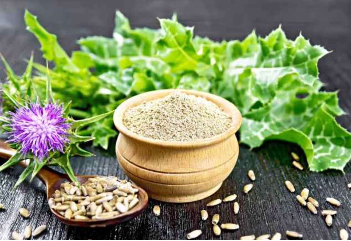 Ilustrasi: Milk Thistle