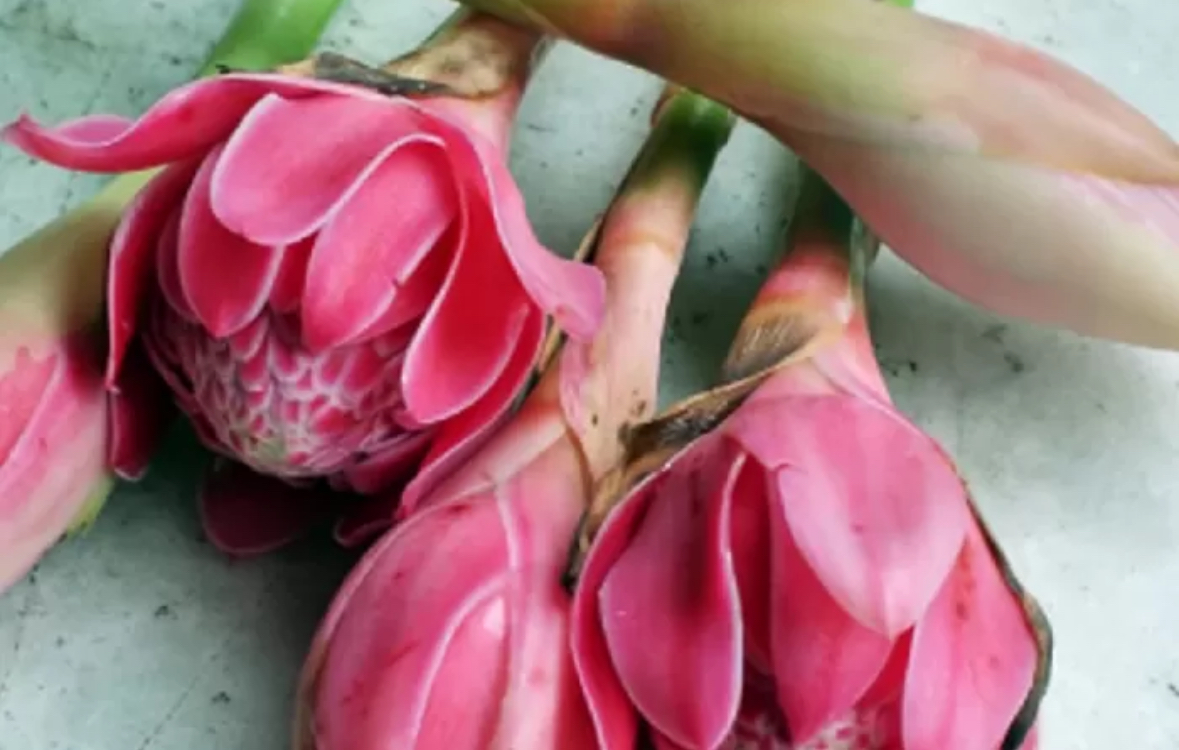 5 Manfaat Bunga Kecombrang untuk Kesehatan Tubuh. (Foto: Tangkap Layar YouTube Kunci Sehat)