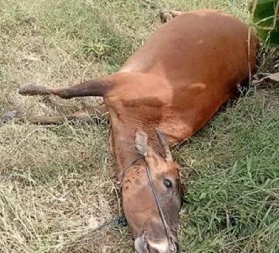 Sapi di Kabupaten Boalemo, dilaporkan mati mendadak. (dok. istimewa)