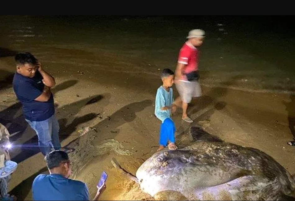 Ikan Mola-mola ketika masih hidup ditemukan warga di lokasi wisata Tangga 2000 Kota Gorontalo. (F : FB)