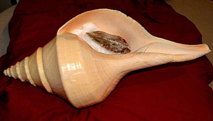 alat musik tahuri