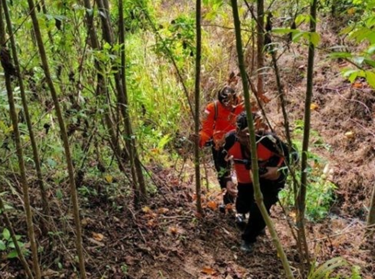 encarian difokuskan di hutan sekitar perkebunan yang memiliki medan terjal. Tim SAR memanfaatkan drone dan metode manual untuk memperluas jangkauan pencarian.(F:SAR)