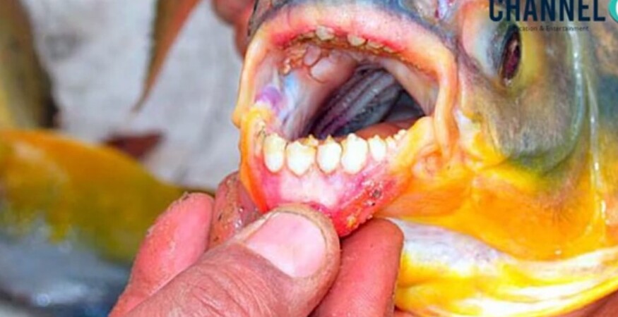 Gigi seperti manusia, ikan Pacu ternyata punya banyak kejutan lainnya.