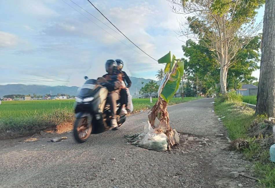 Aksi tanam pohon pisang yang dilakukan warga  di ruas jalan Prof Lafran Pane. (Foto:ist)