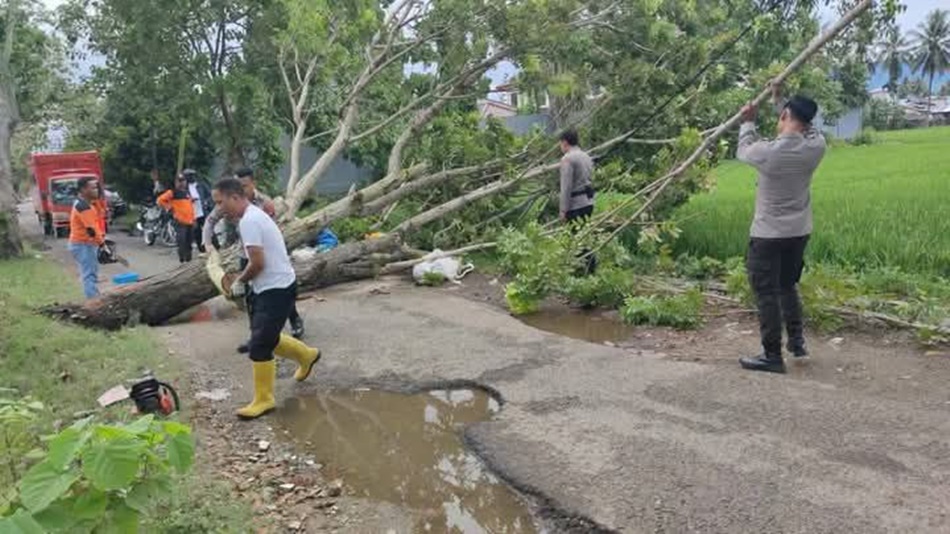 suasana di lokasi pohon tumbang yang berada di Wongkaditi (F:FB)