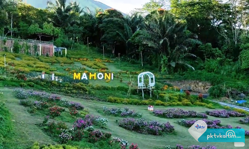suasana tempat wisata mahoni