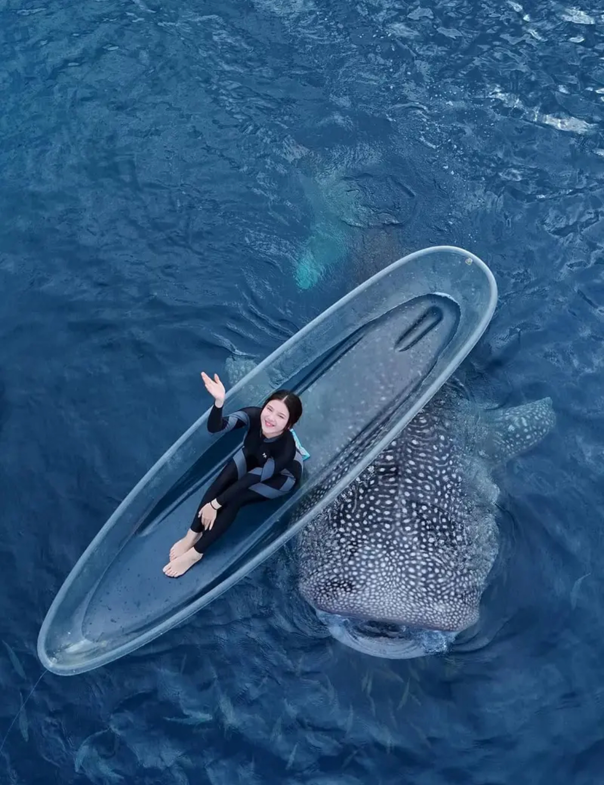 Potret Tiara Andini Berenang Bareng 2 Hiu Paus di Gorontalo. (instagram/tiaraandini)