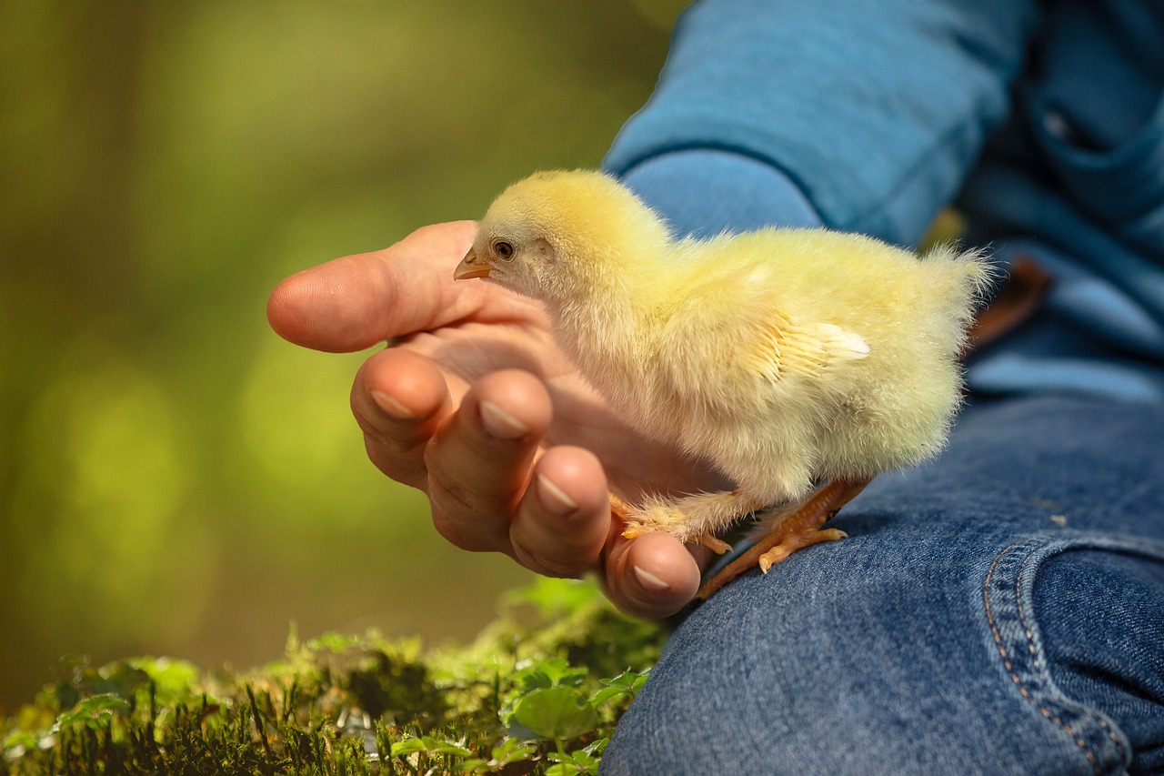 Ilustrasi, Demi kesuburan, pria ini tewas setelah nekat telan anak ayam hidup