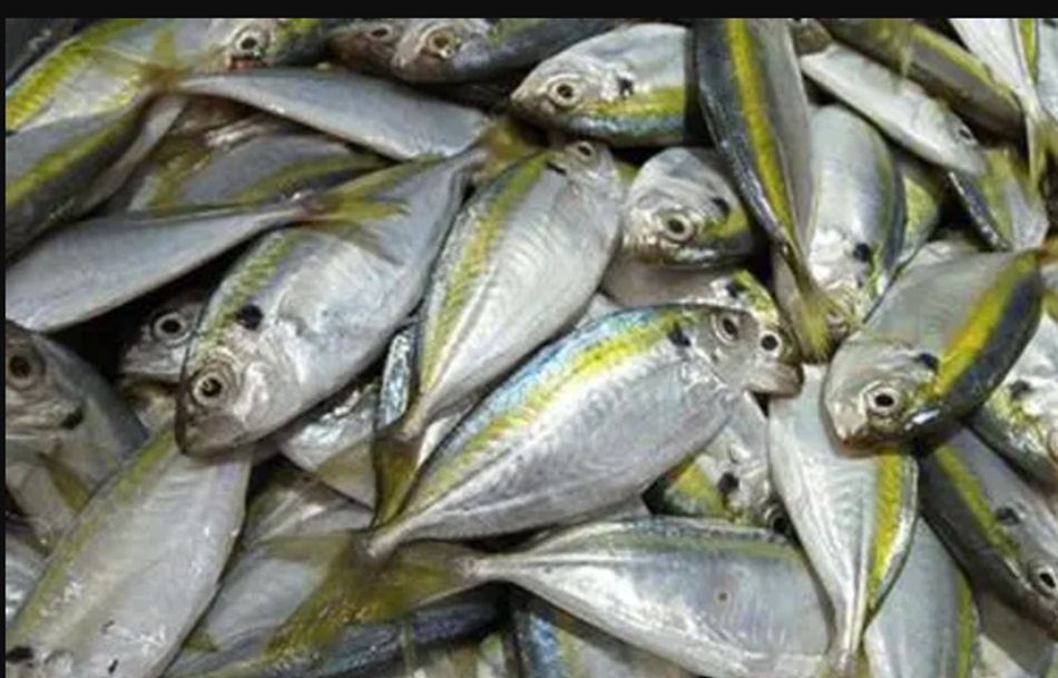 ikan selar (ikan tude) menjadi komoditas utama penyumbang inflasi (F:FB)