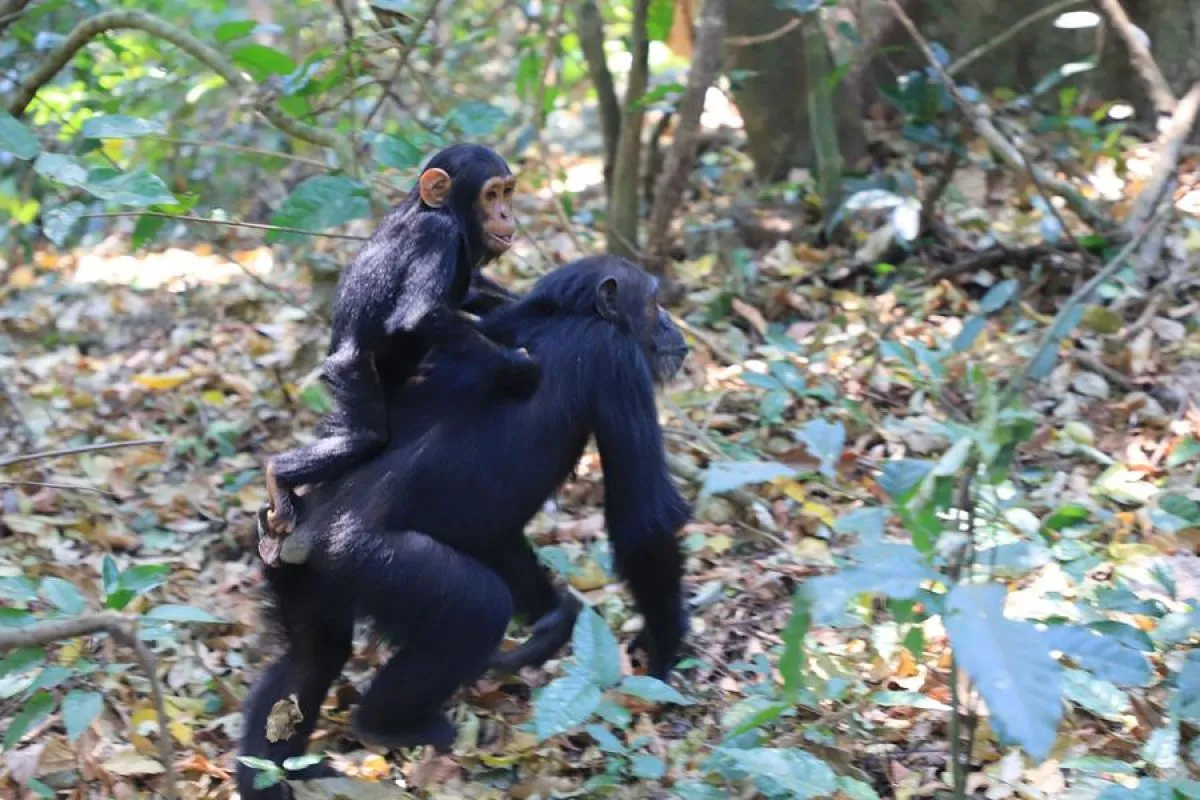 Simpanse di Taman Nasional Gombe di Tanzania. ANTARA/Xinhua/Xie Hao