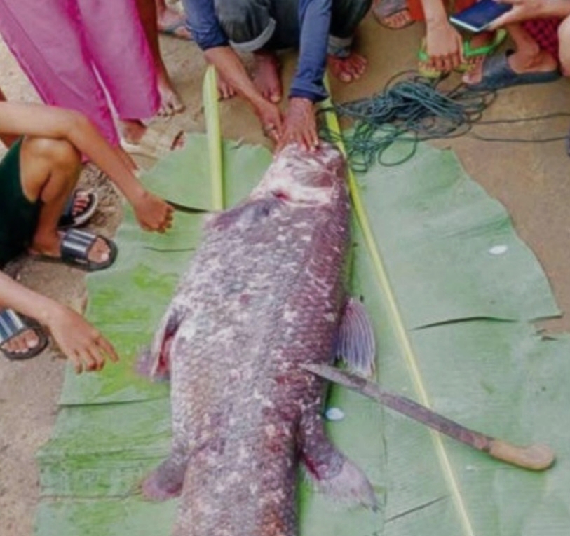 Penemuan Langka Ikan Coelacanth di Perairan Gorontalo Utara.