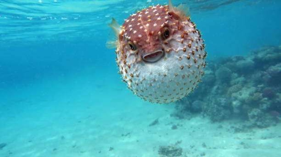 Ikan buntal (Tetraodontidae) dikenal sangat berbahaya karena mengandung racun. (F:ist)