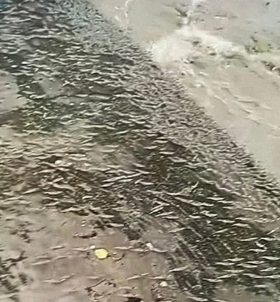 Fenomena udang naik ke daratan  di bendungan Randangan Gorontalo hebohkan medsos (F:Ist)