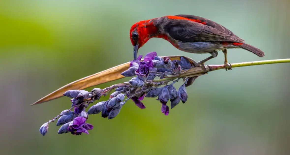 Cui-cui sulawesi (Myzomela chloroptera) adalah burung penghisap madu dalam famili Meliphagidae. Burung ini endemik di Indonesia. Foto: 10000birds.com (Arfandi Ibrahim/Liputan6.com)