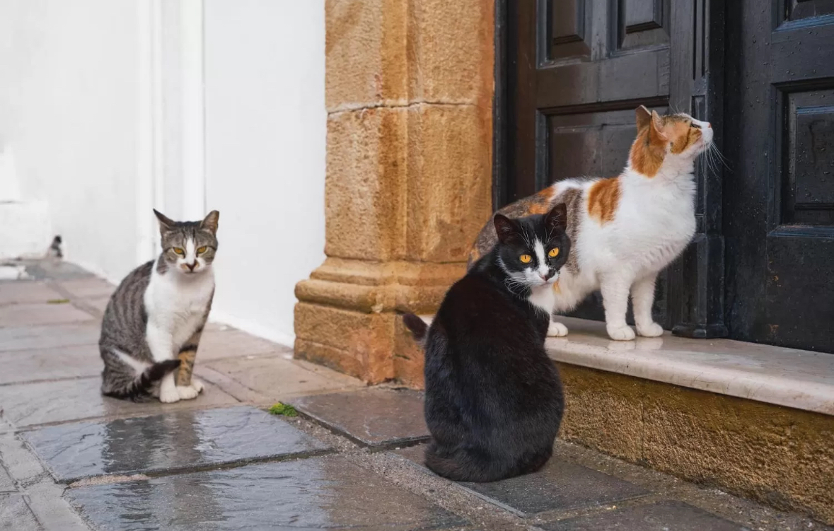 ilustrasi kucing depan pintu rumah. Sumber foto: Freepik