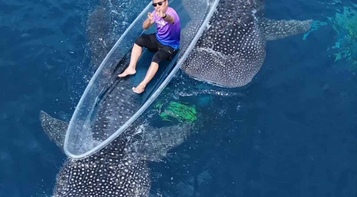 Akhir pekan menjadi momen favorit bagi wisatawan untuk menikmati pesona wisata hiu paus (Rhincodon typus) di perairan Botubarani, Kabupaten Bone Bolango (Arfandi Ibrahim/Liputan6.com)