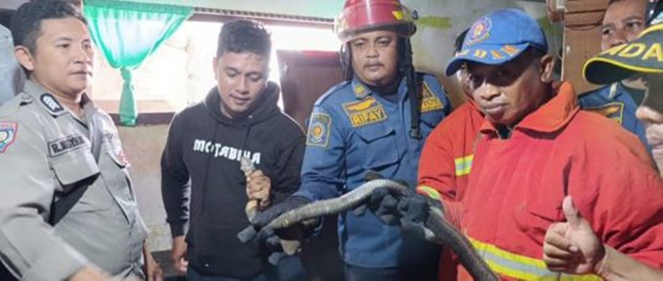 penemuan ular kobra sepanjang dua meter di dalam lemari gudang rumah Warga Kelurahan Leato Utara, Kecamatan Dumbo Raya, Kota  Gorontalo.(F:Damkar)
