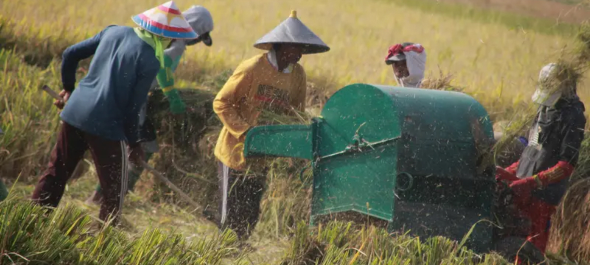 Petani menggiling saat musim panen padi di sawah Desa Bube Baru, Kecamatan Suwawa, Kabupaten Bone Bolango, Gorontalo (15/3).