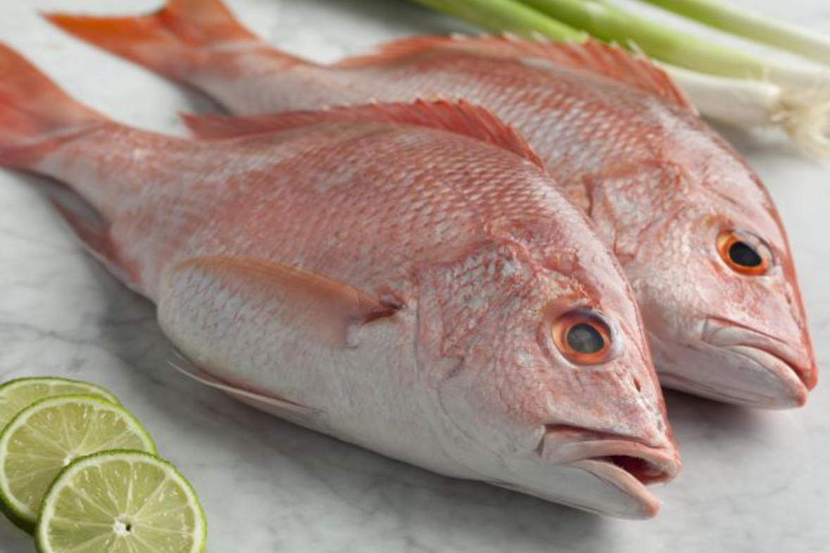 Ilustrasi ikan kakap