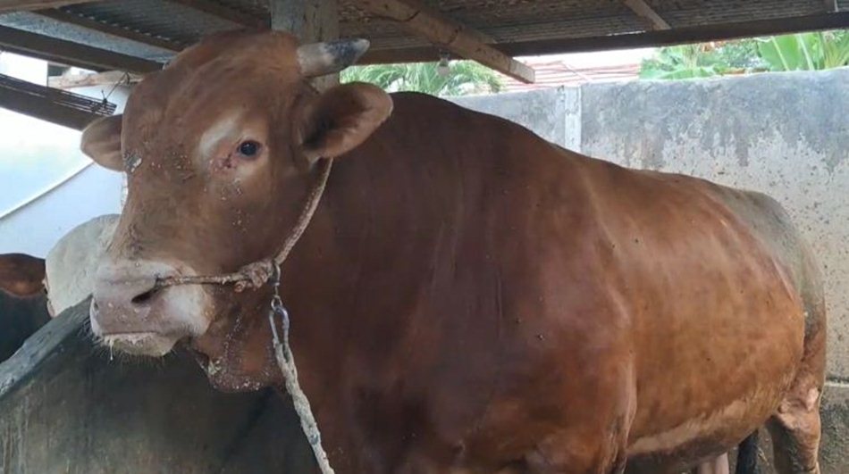 Sapi bernama &ldquo;Bomber&rdquo; ini terpilih sebagai hewan kurban bantuan Presiden (Banpres)   untuk Hari Raya Idul Adha 1446 H yang akan datang.(F:ist)
