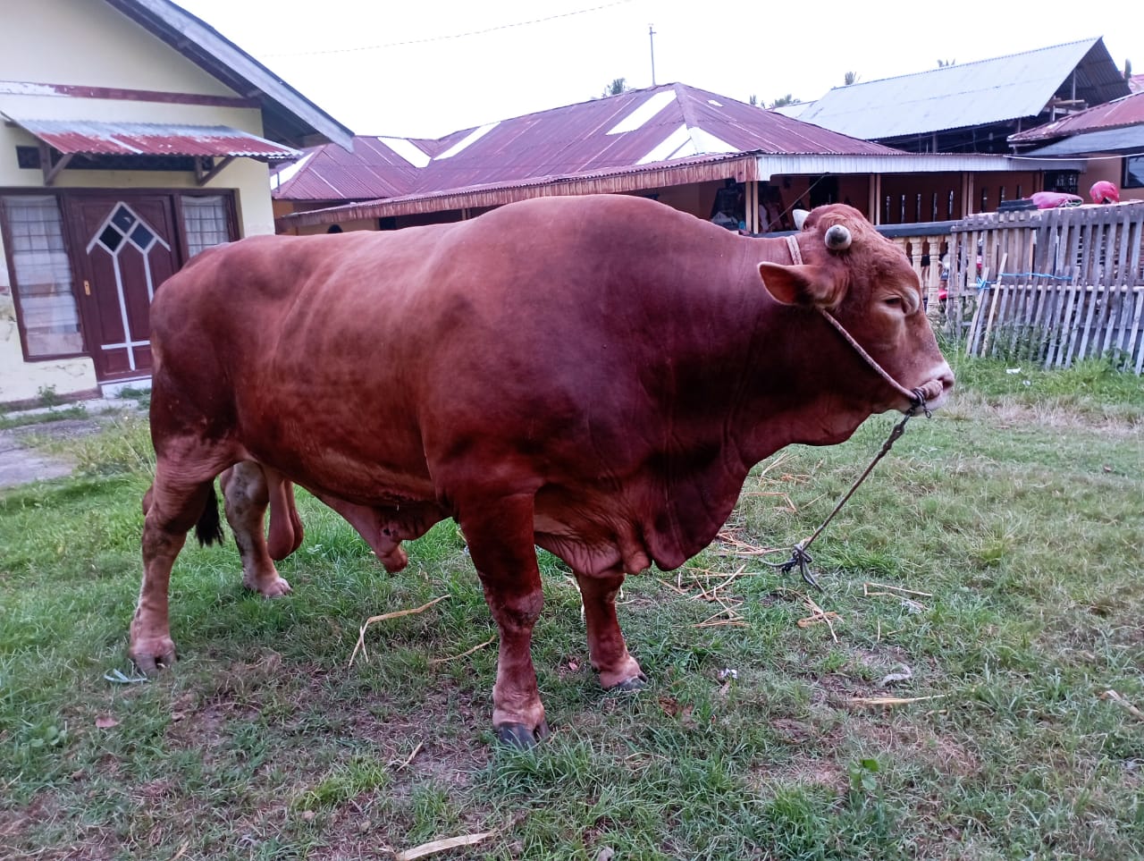 Sapi jenis limousin berbobot 1.080 kg, sapi kurban bantuan Presiden Prabowo Subianto di Provinsi Gorontalo.