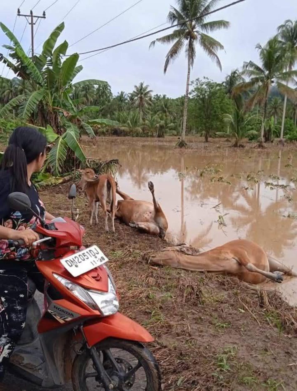 Puluhan ekor ternak terutama sapi ikut tewas akibat banjir .(F:Ist)