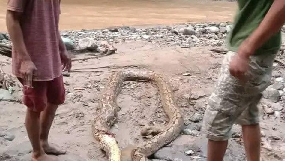Ular piton sepanjang tujuh meter terkam seorang pendulang emas di Kabupaten Pohuwato. (F: Ist)