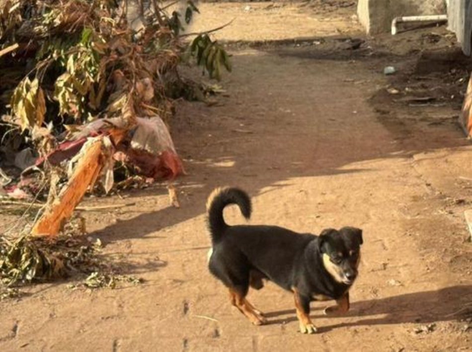 Di tengah derasnya hujan yang mengguyur hampir 24 jam, gonggongan anjing justru menjadi penyelamat nyawa banyak warga di kawasan terdampak.(F:Is t)