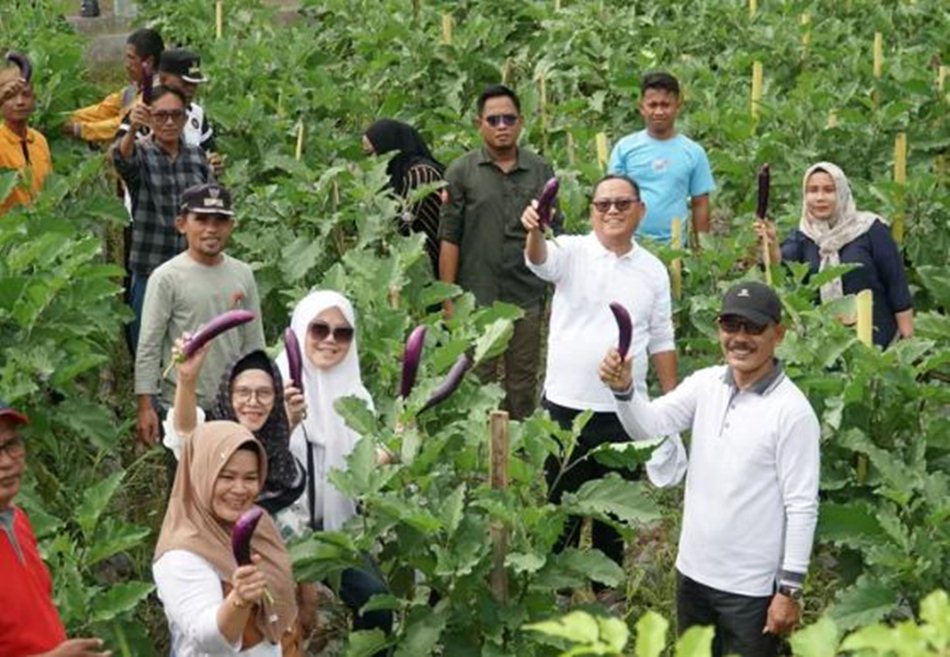 Bupati Gorontalo Utara, Thariq Modanggu, turun langsung memanen hasil kebun  warga.(F: Kmfo)