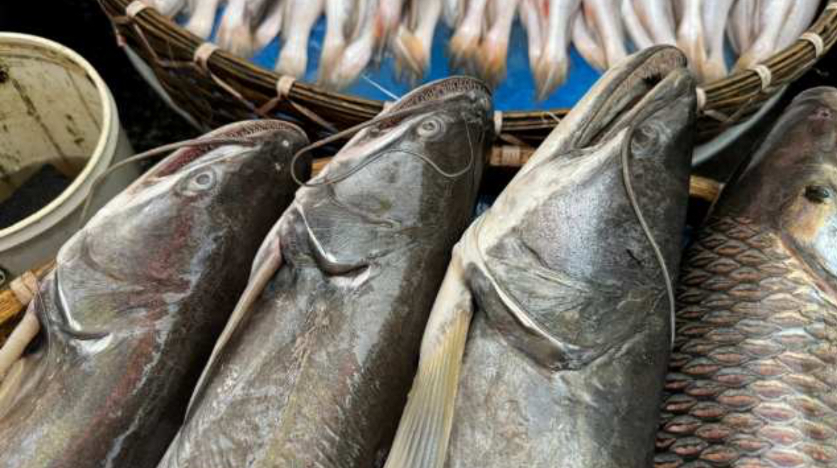Ikan Tapah