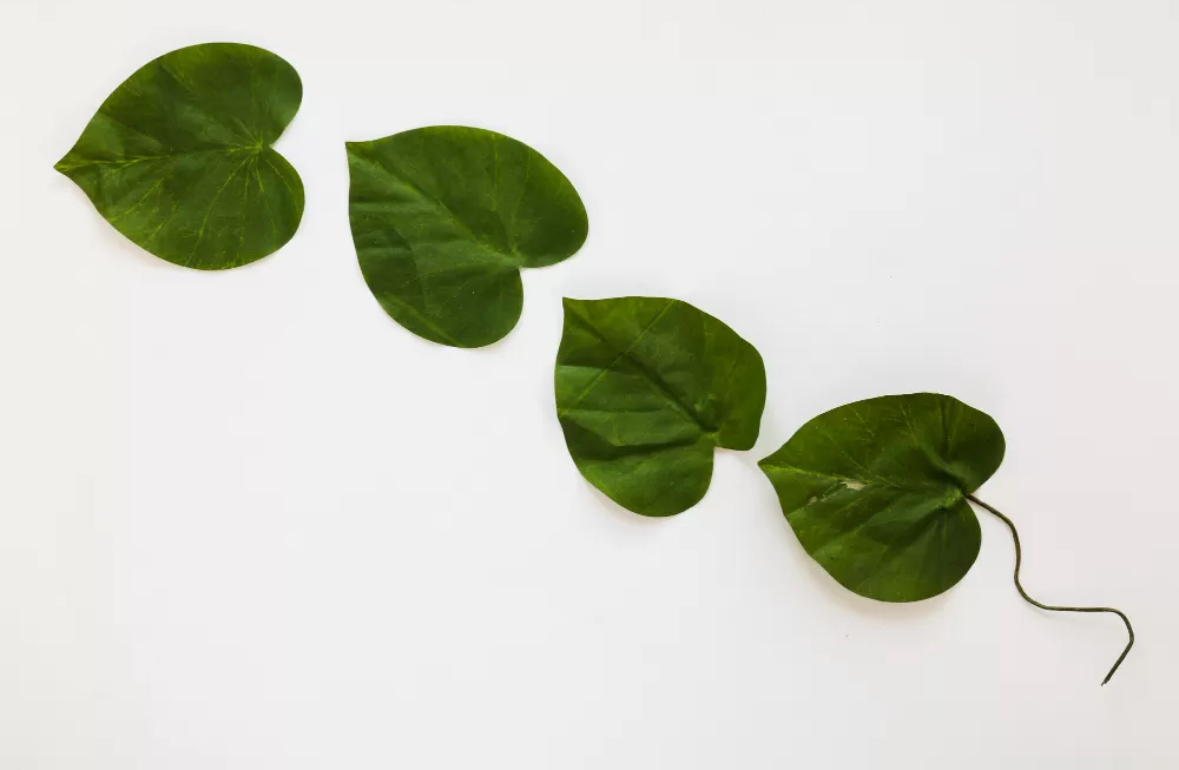 Ilustrasi daun binahong. (freepik)