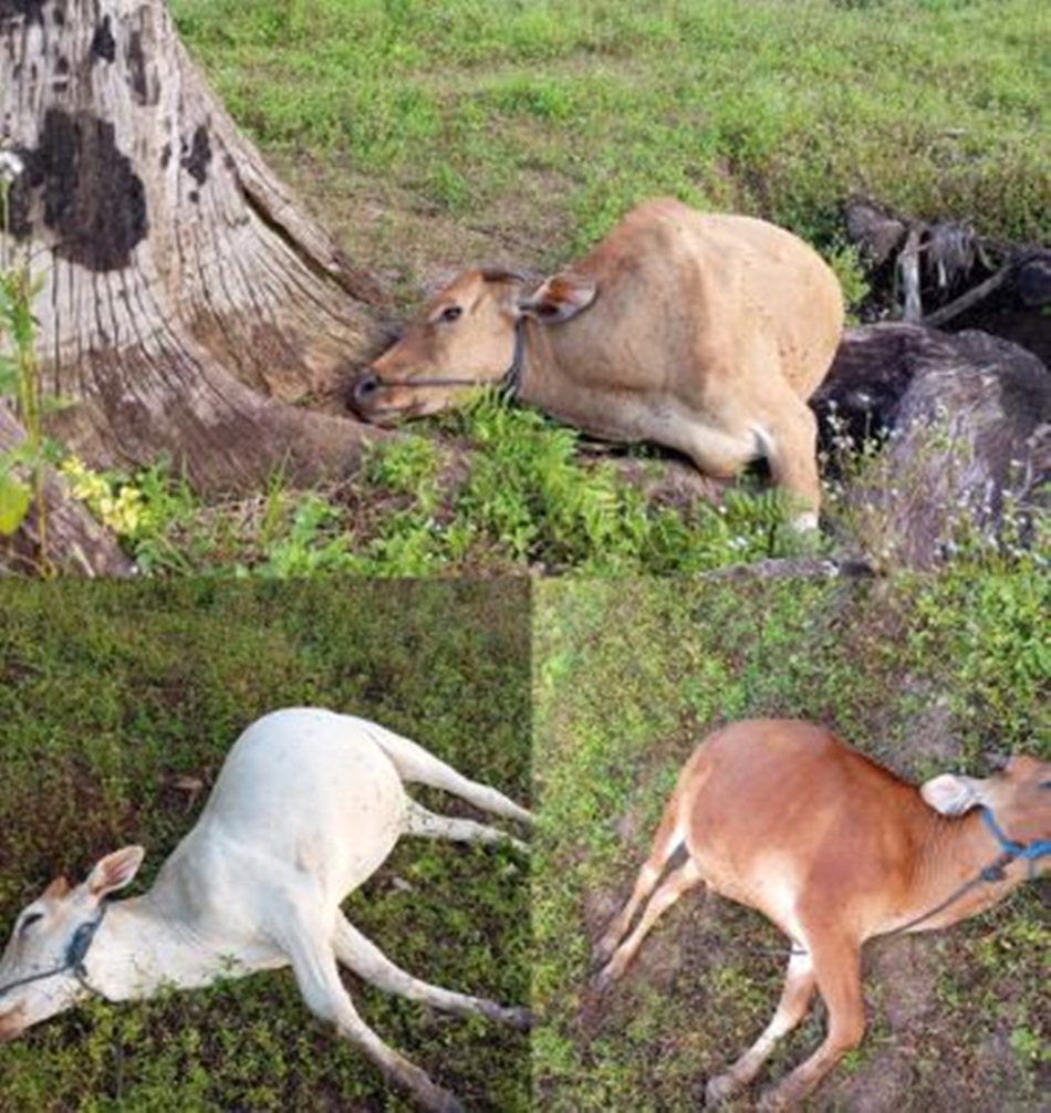 Tiga ekor sapi milik warga di Kecamatan Paguyaman ditemukan mati mengenaskan dengan mulut berbusa dan perut membengkak.(F:Ist)