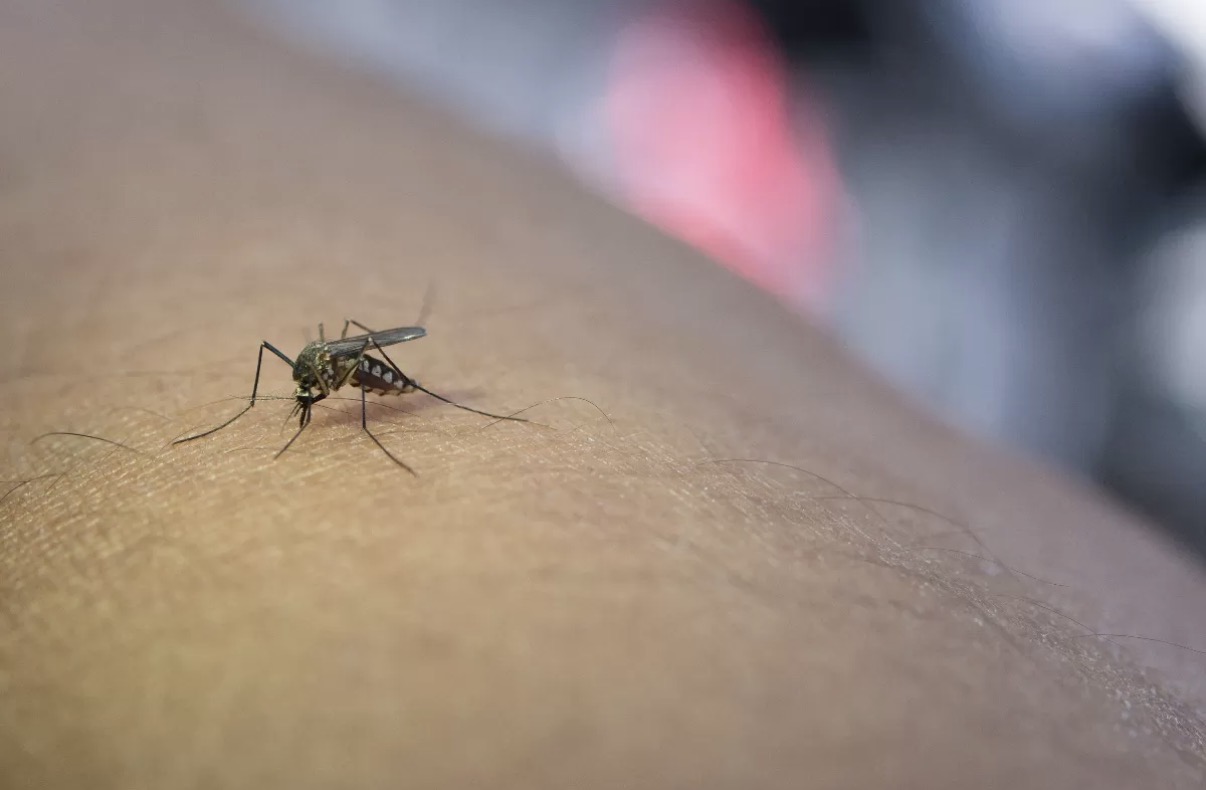 Ilustrasi nyamuk Anopheles betina yang menjadi penyebab malaria. (freepik)
