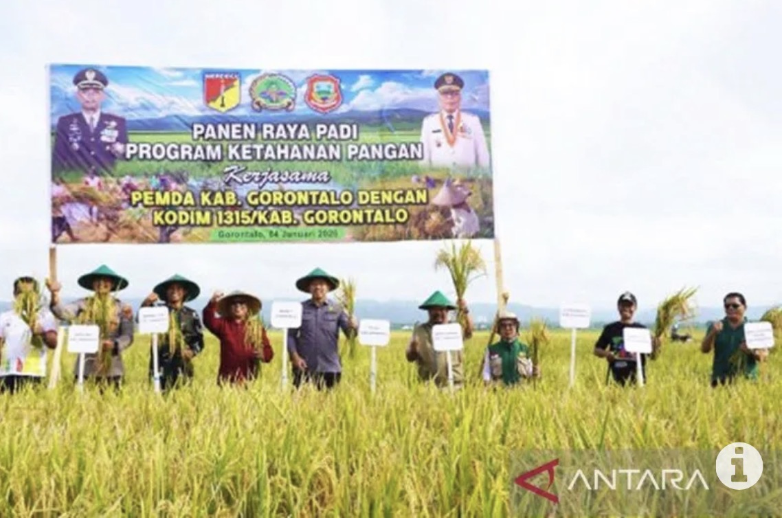 Pemkab Gorontalo dan Kodim panen raya program ketahanan pangan