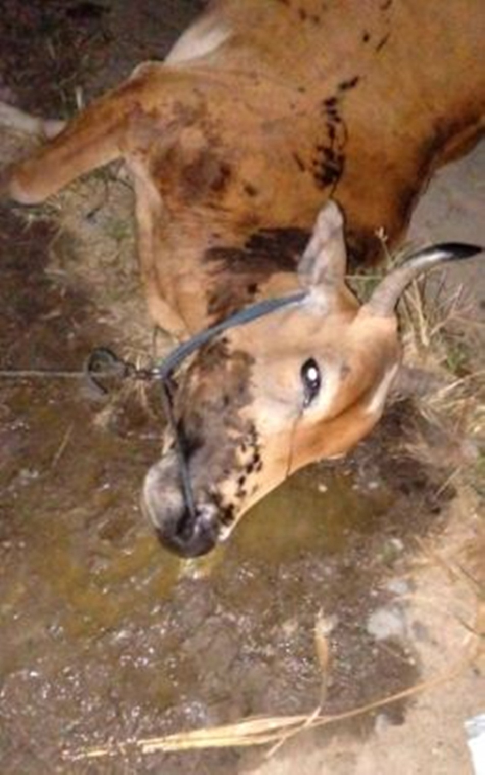 Kejadian sapi mati kembali terjadi Paguyaman (F:Medsos)