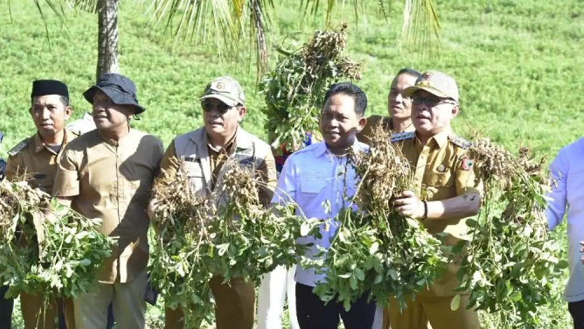 Bupati Gorontalo, Sofyan Puhi saat menghadiri panen perdana kacang tanah di Kelurahan Tilihuwa, Kecamatan Limboto.(F:Kmfo)