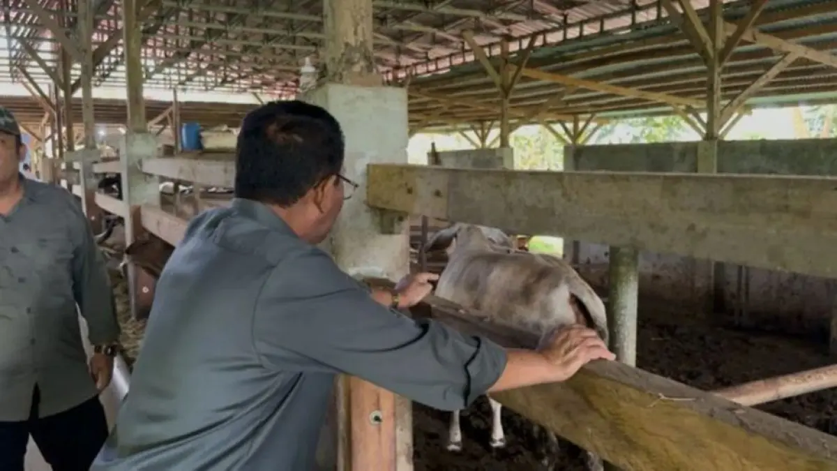 Bupati Boalemo, Rum Pagau saat melihat langsung sistem peternakan sapi modern di Kabupaten Tanah Datar. (F:Ist)