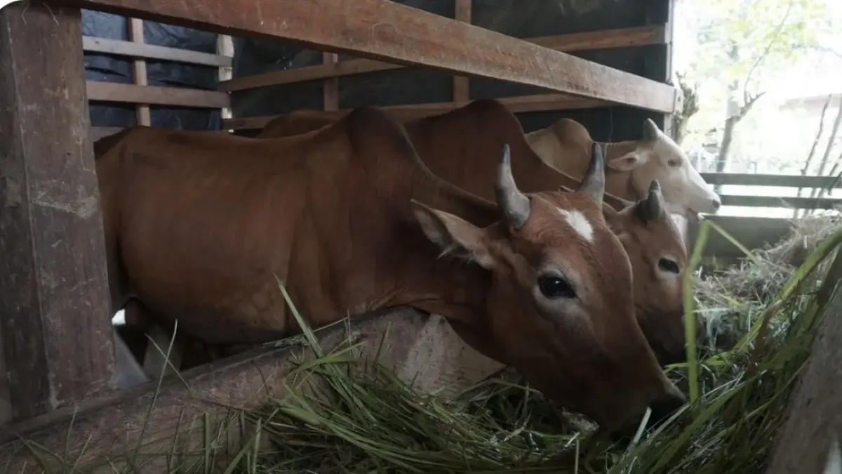 Panduan memilih hewan kurban (Baznas)