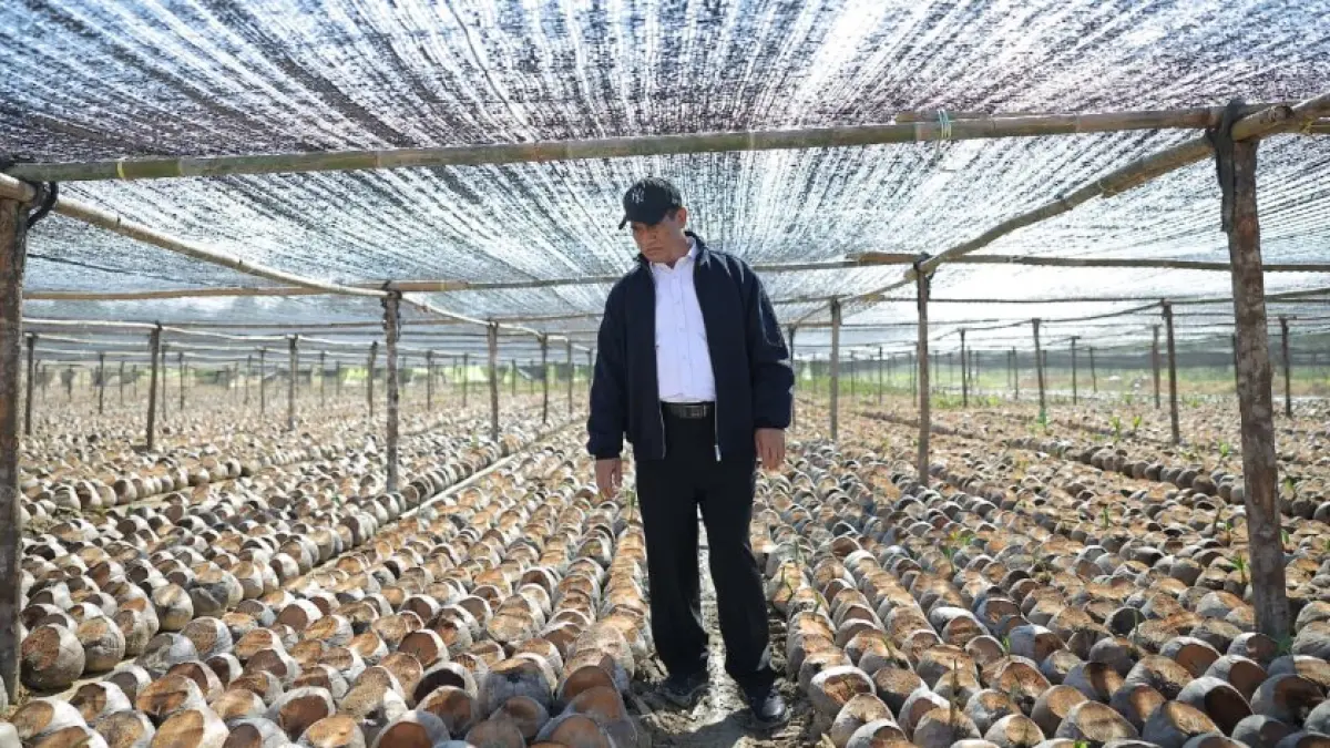 Menteri Pertanian (Mentan) Andi Amran Sulaiman melakukan inspeksi mendadak (sidak) ke kebun pembibitan kelapa dan kakao di Sulawesi Tenggara.