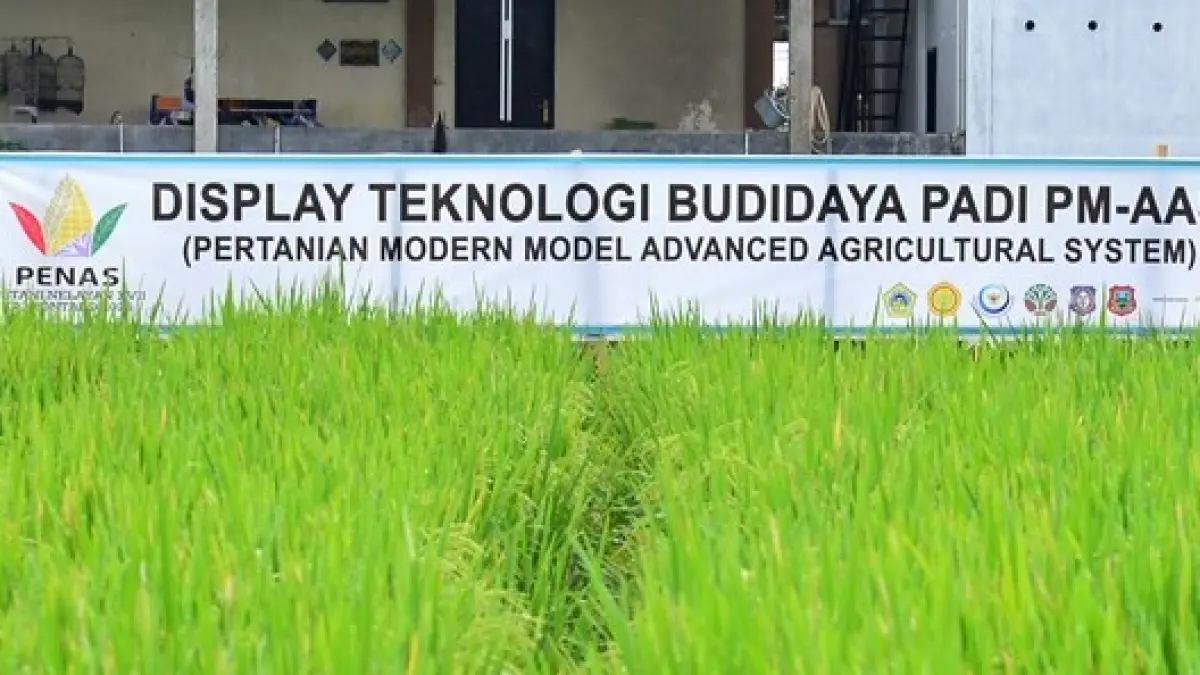 Display teknologi budidaya padi PM-AAS di lokasi Gelar Teknologi Pertanian PENAS Petani Nelayan XVII di Kecamatan Limboto, Kabupaten Gorontalo/ Beritagorontaloprov.
